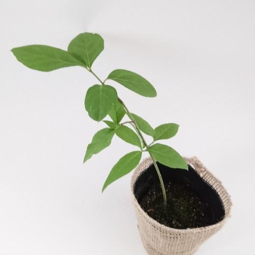 キャッサバ太め苗木50本 （キャッサバ太め苗木50本 （キャッサバ