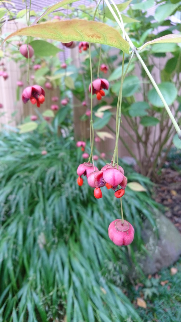ツリバナ 苗木 (約12cm～20㎝)  秋には赤い実がぶら下がってなります！ 1枚目の画像
