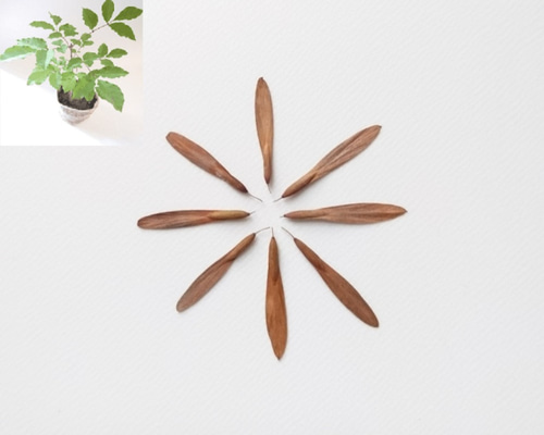 アオダモ種1000粒位 種】 アオダモ 1000粒以上 アオダモの種 約1000粒 アオダモ種約1000粒