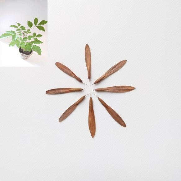 レアなアオダモ種子（100粒）日本で減少している雑木の珍しい種子です