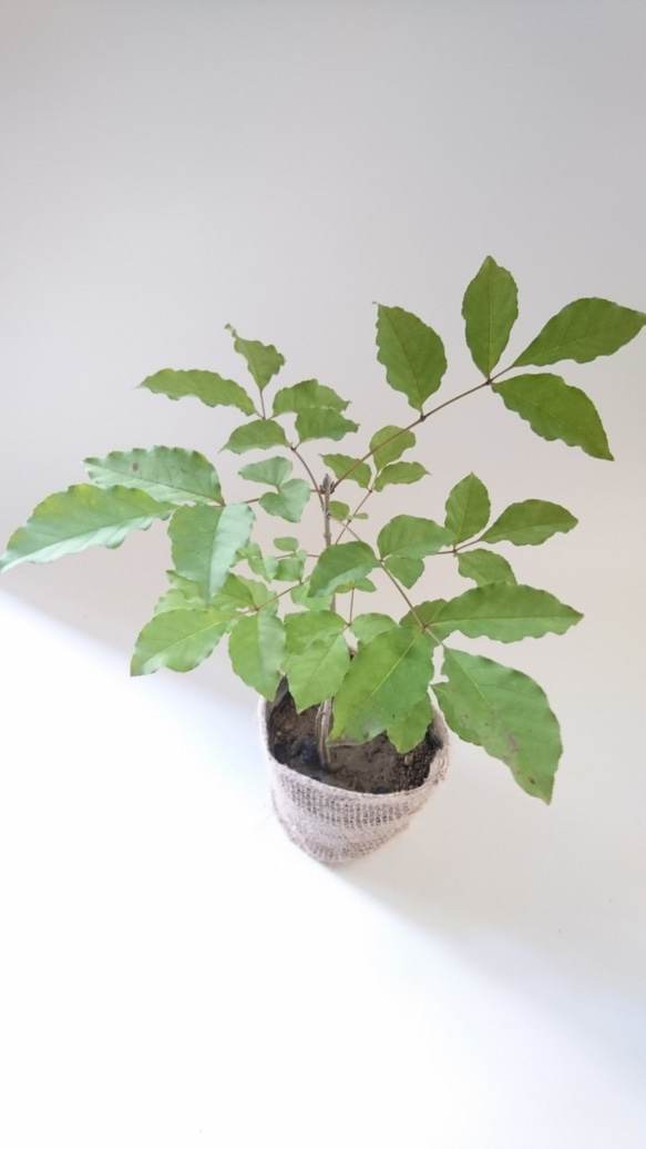レアなアオダモ種子（100粒）日本で減少している雑木の珍しい種子です 3枚目の画像