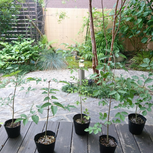 アオダモの種子 1000粒 以上