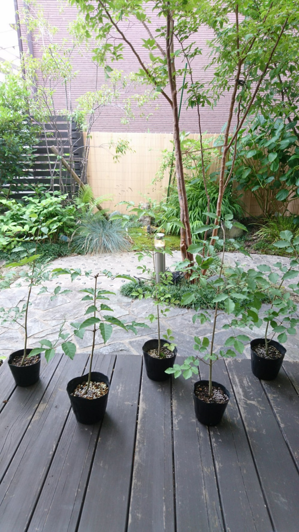レアなアオダモ種子（100粒）日本で減少している雑木の珍しい種子です 4枚目の画像