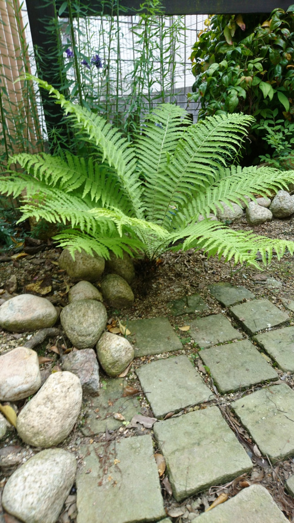 クサソテツ(コゴミ)  雑木の庭の下草にシダ類の植物です 10枚目の画像