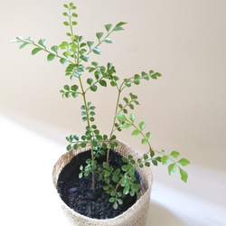 超レアなアオダモ種子（50粒）日本で減少している雑木の珍しい種子です