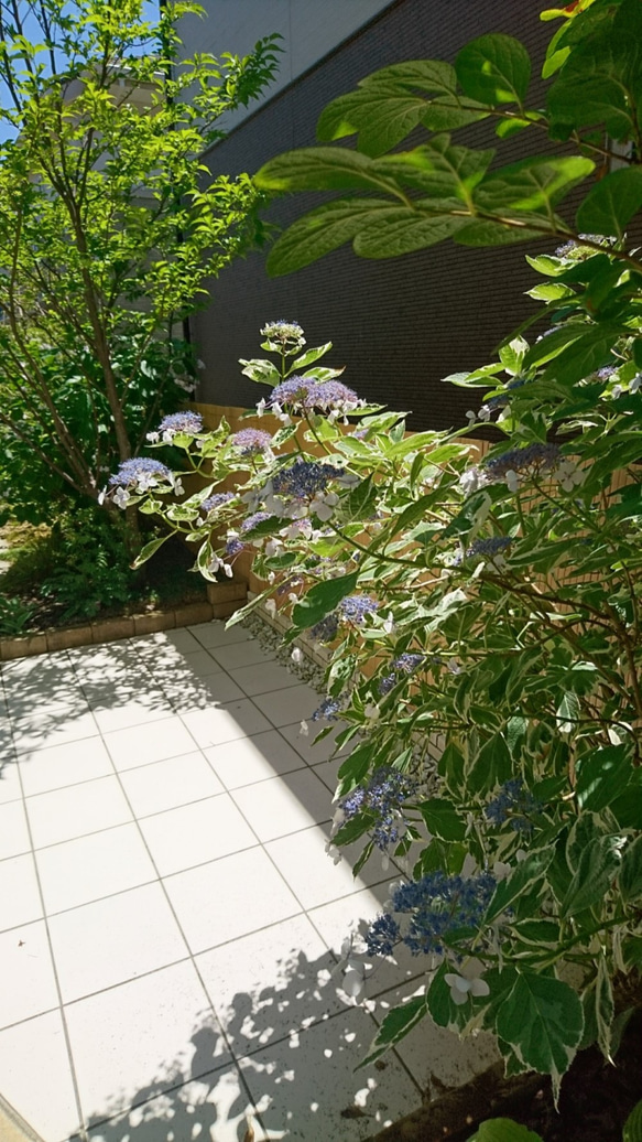 斑入りガクアジサイ　苗木 (約25～40㎝）  白い縁取りのある明るい葉を持つ紫陽花です 7枚目の画像