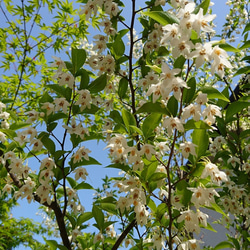 エゴノキ　苗木（約20cm～30cm）白い鈴なりの小花が咲きます。 13枚目の画像