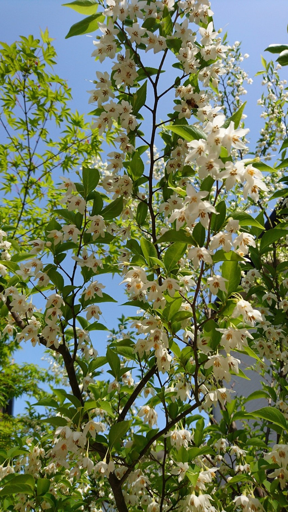エゴノキ　苗木（約20cm～30cm）白い鈴なりの小花が咲きます。 13枚目の画像