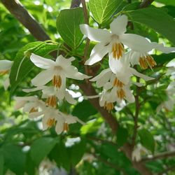 エゴノキ　苗木（約20cm～30cm）白い鈴なりの小花が咲きます。 14枚目の画像