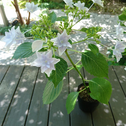 隅田の花火（ガクアジサイ:約20～40cm)  日本の淡い薄紫色の八重の額が咲く紫陽花です 7枚目の画像