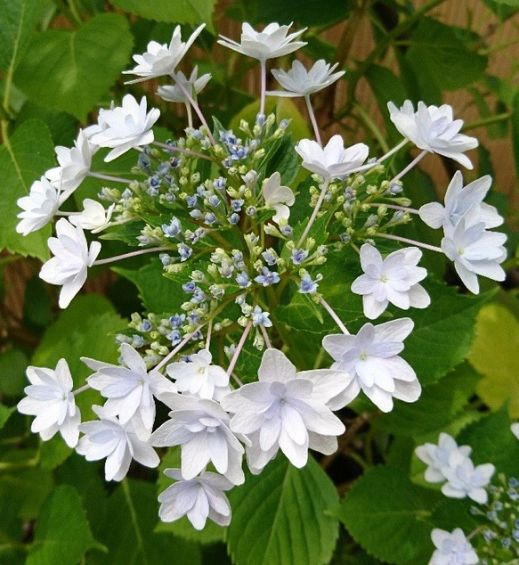 隅田の花火（ガクアジサイ:約20～40cm)  日本の淡い薄紫色の八重の額が咲く紫陽花です 2枚目の画像