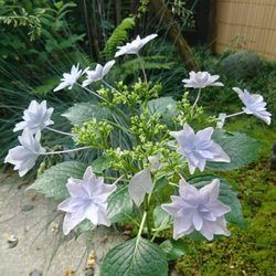 隅田の花火（ガクアジサイ:約20～40cm)  日本の淡い薄紫色の八重の額が咲く紫陽花です 3枚目の画像