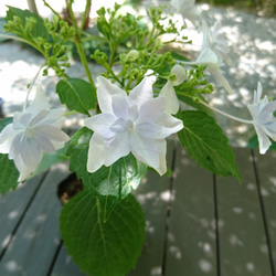 隅田の花火（ガクアジサイ:約20～40cm)  日本の淡い薄紫色の八重の額が咲く紫陽花です 8枚目の画像