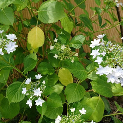 隅田の花火（ガクアジサイ:約20～40cm)  日本の淡い薄紫色の八重の額が咲く紫陽花です 6枚目の画像