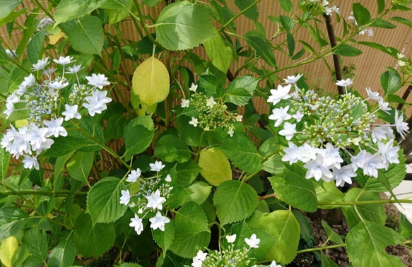 隅田の花火（ガクアジサイ:約20～40cm)  日本の淡い薄紫色の八重の額が咲く紫陽花です 6枚目の画像