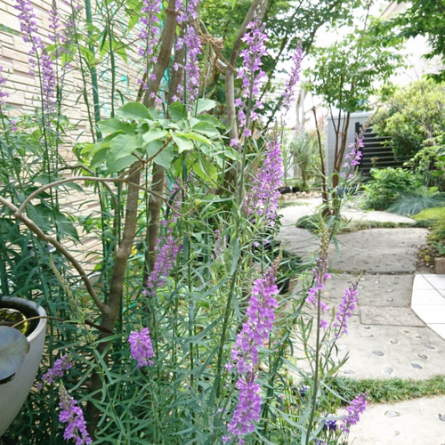 リナリア・パープレア（宿根草：9 or 10.5㎝ポット） 淡い紫色の穂状の