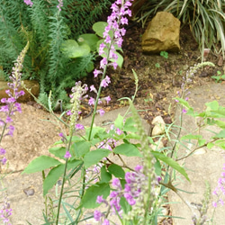 リナリア・パープレア（宿根草：9 or 10.5㎝ポット） 淡い紫色の穂状の小花　イングリッシュガーデンの背景に！ 10枚目の画像