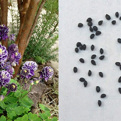 西洋オダマキ・ビジューサフィールの種子　50粒 1枚目の画像