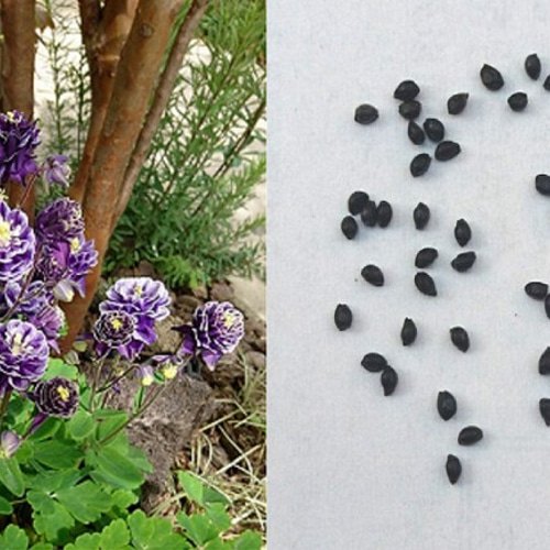 さゆり 種子セット 西洋オダマキ・ビジューサフィールの種子 50粒 その他インテリア雑貨