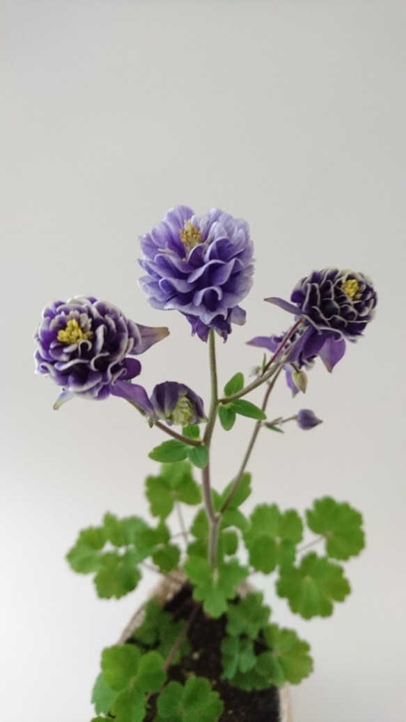 西洋オダマキ・ビジューサフィールの種子　50粒 4枚目の画像