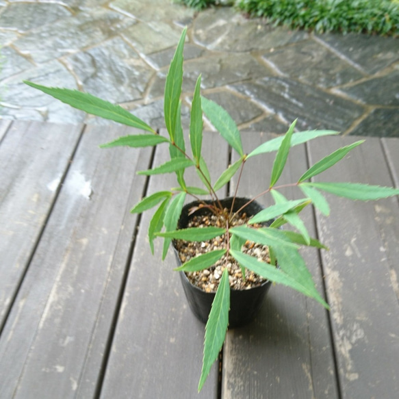 マホニア・コンフューサ（ホソバヒイラギナンテン）苗木（約10～20㎝） 縁起担ぎに植えられる植物 6枚目の画像