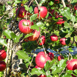 【りんご】シナノスイート20～23個入り(約4.8kg)　2023年１月から再販予定 2枚目の画像