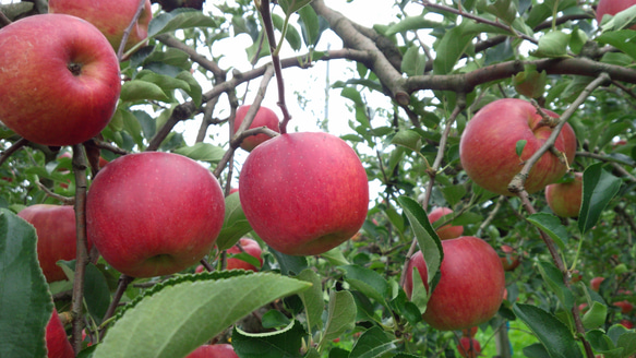 【りんご】シナノスイート5～7個入り(約1.8kg)　2023年１月から再販予定 3枚目の画像