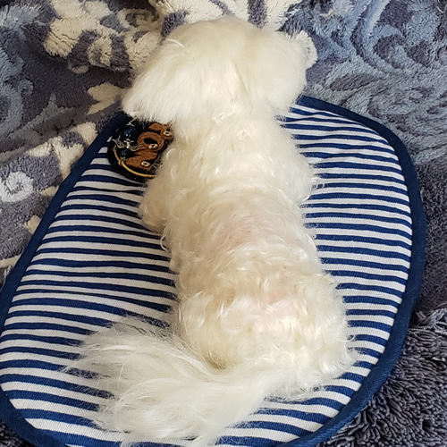 オーダー羊毛フェルト犬 マルチーズ ミニチュアダックスフンド