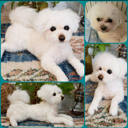 ♡深加様確認用 羊毛フェルト 犬 トイプードル&マルチーズ