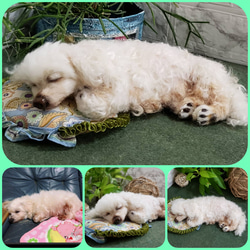 羊毛フェルト　ポメラニアン✕マルチーズ　（ポメマル)　置物 受注生産∗ 羊毛フェルト∗うちの子オーダー∗犬∗プレゼント