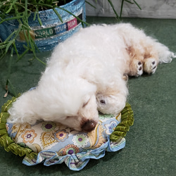 オーダー羊毛フェルト犬  マルチーズ　メモリアル　寝姿　想いを形に♥️ 2枚目の画像