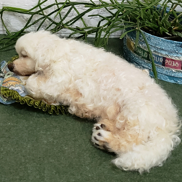 オーダー羊毛フェルト犬  マルチーズ　メモリアル　寝姿　想いを形に♥️ 4枚目の画像