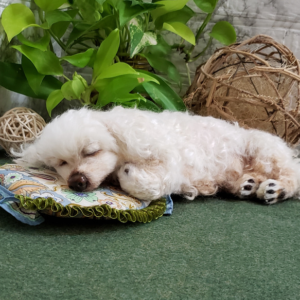 オーダー羊毛フェルト犬  マルチーズ　メモリアル　寝姿　想いを形に♥️ 6枚目の画像