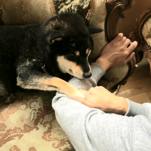 オーダー黒柴 柴犬 オーダー羊毛フェルト犬 オーダーメイド メモリアル 