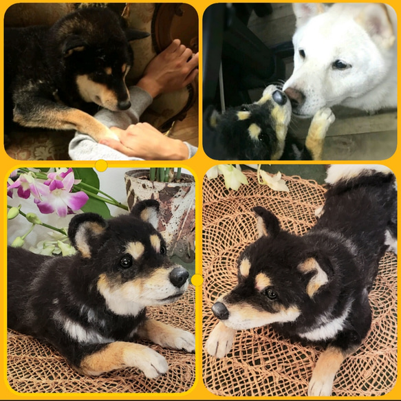 オーダー黒柴 柴犬 オーダー羊毛フェルト犬 オーダーメイド