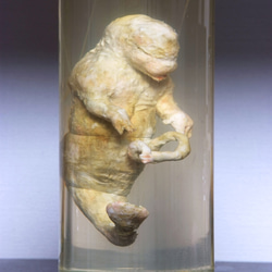 液浸標本: [ヒト型海棲生物の胎児] 1枚目の画像