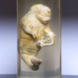 液浸標本: [ヒト型海棲生物の胎児] 立体・オブジェ RottenRoddam