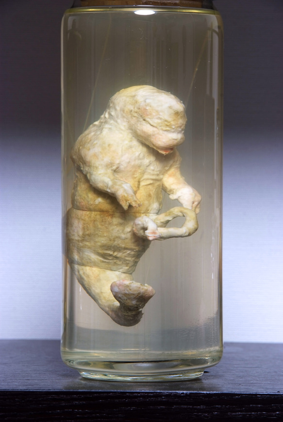 液浸標本: [ヒト型海棲生物の胎児] 1枚目の画像