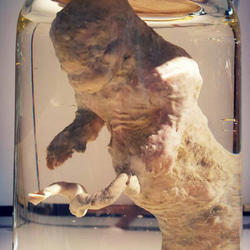液浸標本: [ヒト型海棲生物の胎児] 2枚目の画像