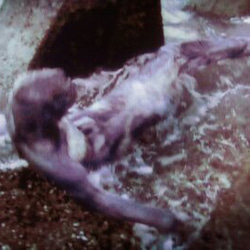 液浸標本: [ヒト型海棲生物の胎児] 5枚目の画像