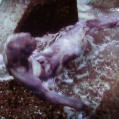 液浸標本: [ヒト型海棲生物の胎児] 立体・オブジェ RottenRoddam 通販