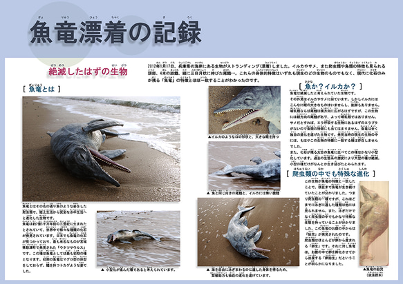 魚竜漂着 4枚目の画像