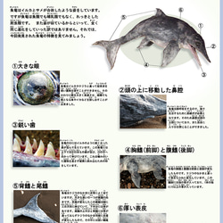 魚竜漂着 5枚目の画像