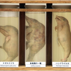 液浸標本：「魚竜類の胎児と海棲哺乳類の胎児」 1枚目の画像