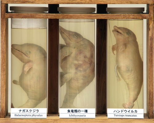 液浸標本：「魚竜類の胎児と海棲哺乳類の胎児」 立体・オブジェ