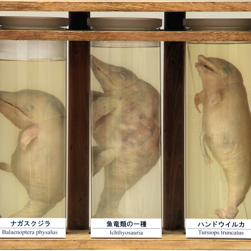 液浸標本：「魚竜類の胎児と海棲哺乳類の胎児」 立体・オブジェ