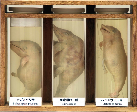 液浸標本：「魚竜類の胎児と海棲哺乳類の胎児」 1枚目の画像