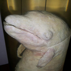 液浸標本：「魚竜類の胎児と海棲哺乳類の胎児」 2枚目の画像