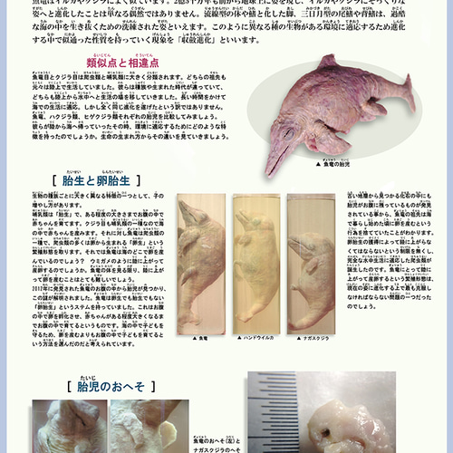 液浸標本：「魚竜類の胎児と海棲哺乳類の胎児」 立体・オブジェ