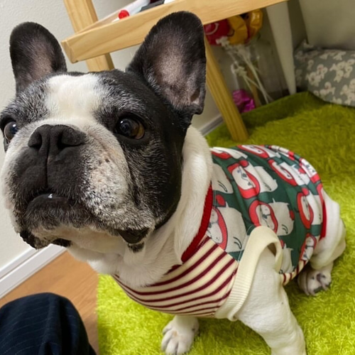 犬服オーダー☆数量限定りんごブヒ柄タンクフレブル服犬服フレンチ